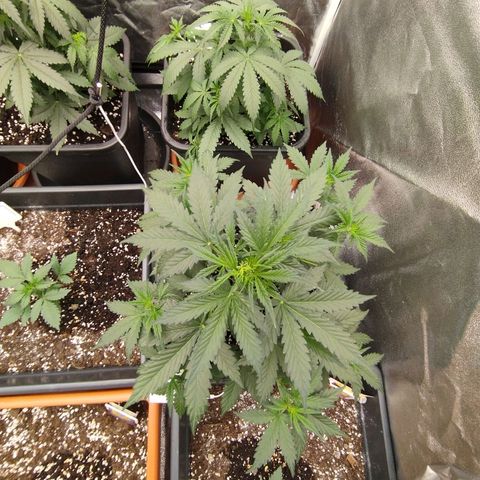 Big Bud Auto 1 growlog timeline photo