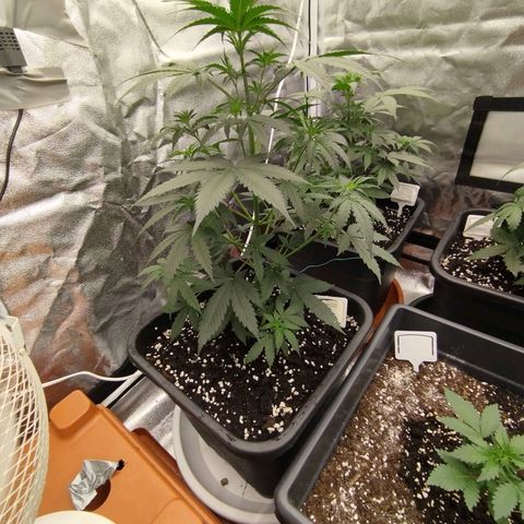 Big bud auto 2 growlog timeline photo
