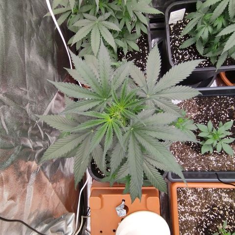 Big bud auto 2 growlog timeline photo