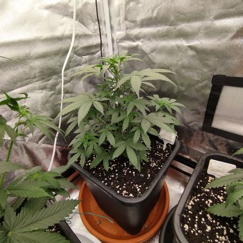 Big Bud Auto 3 growlog timeline photo