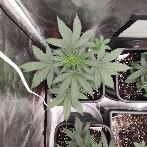 Big Bud Auto 3 growlog timeline photo