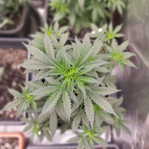 Big Bud Auto 1 growlog timeline photo