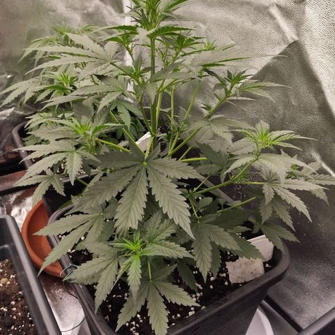 Big Bud Auto 1 growlog timeline photo
