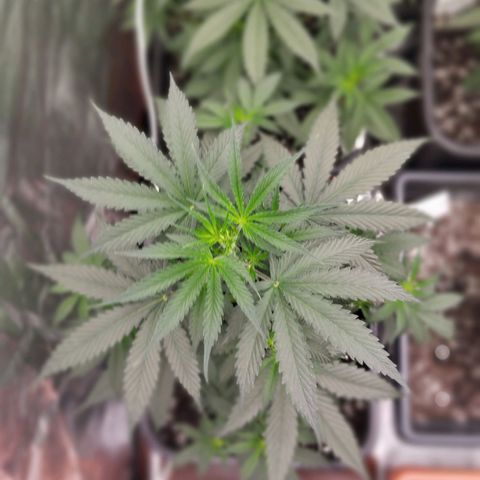 Big bud auto 2 growlog timeline photo