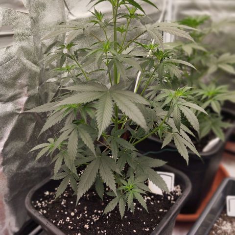 Big bud auto 2 growlog timeline photo