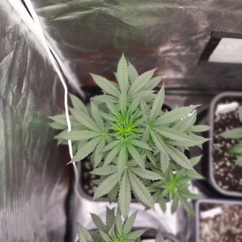 Big Bud Auto 3 growlog timeline photo