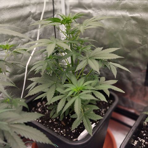 Big Bud Auto 3 growlog timeline photo