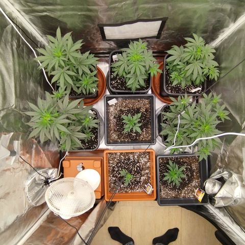 Big Bud Auto 1 growlog timeline photo