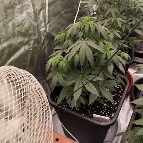 Big Bud Auto 1 growlog timeline photo