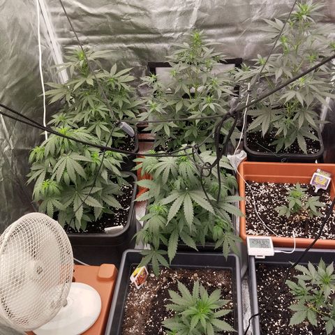 Big Bud Auto 1 growlog timeline photo