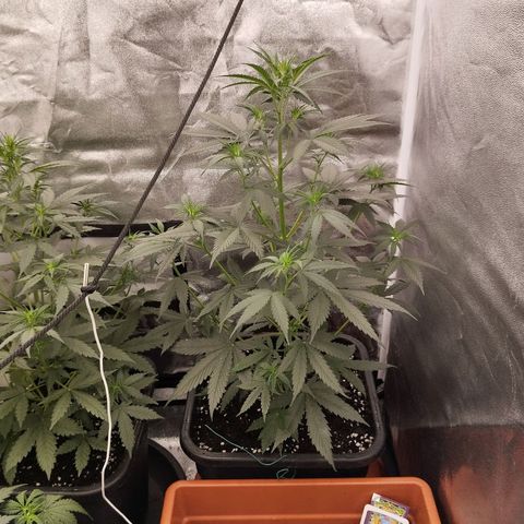 Big Bud Auto 1 growlog timeline photo