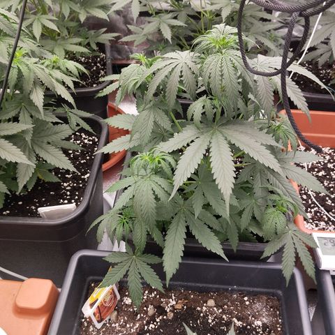 Big Bud Auto 1 growlog timeline photo