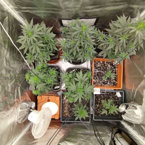 Big Bud Auto 1 growlog timeline photo