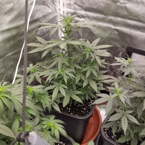 Big Bud Auto 1 growlog timeline photo