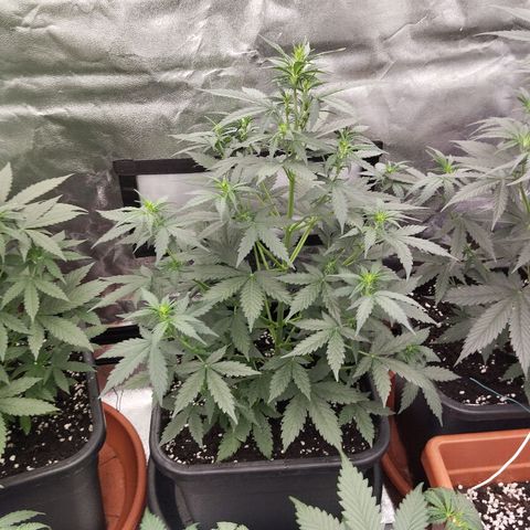 Big Bud Auto 1 growlog timeline photo