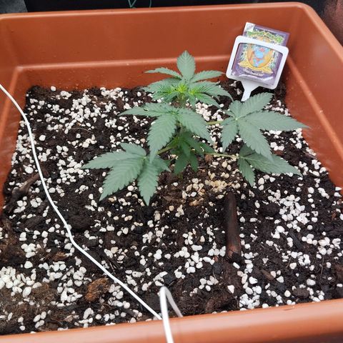 Big Bud Auto 1 growlog timeline photo