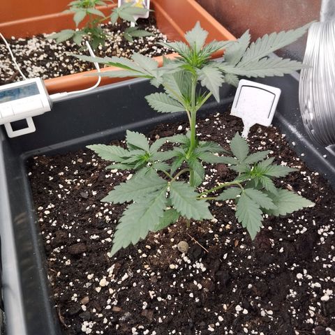 Big Bud Auto 1 growlog timeline photo