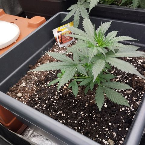 Big Bud Auto 1 growlog timeline photo