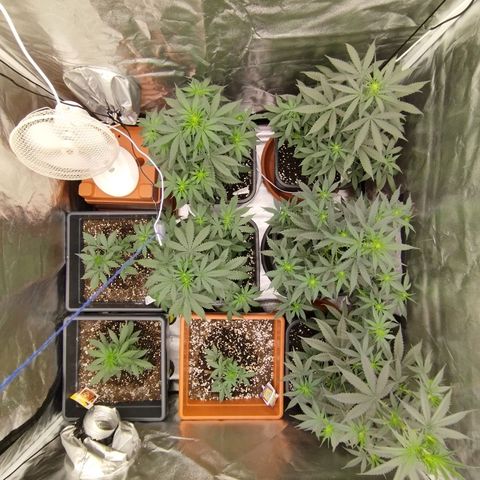 Big Bud Auto 1 growlog timeline photo