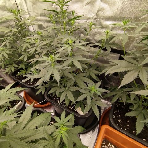 Big Bud Auto 1 growlog timeline photo