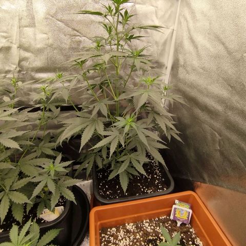 Big bud auto 2 growlog timeline photo