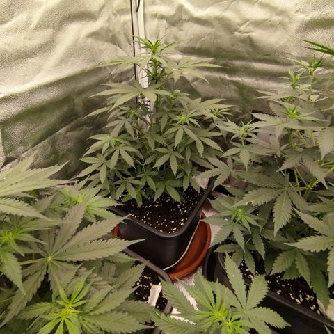 Big Bud Auto 3 growlog timeline photo