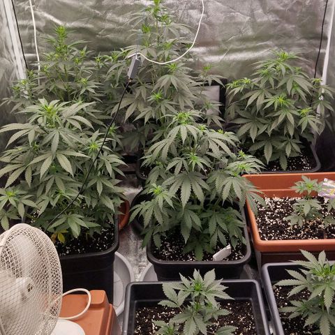 Big Bud Auto 1 growlog timeline photo