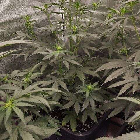 Big Bud Auto 1 growlog timeline photo