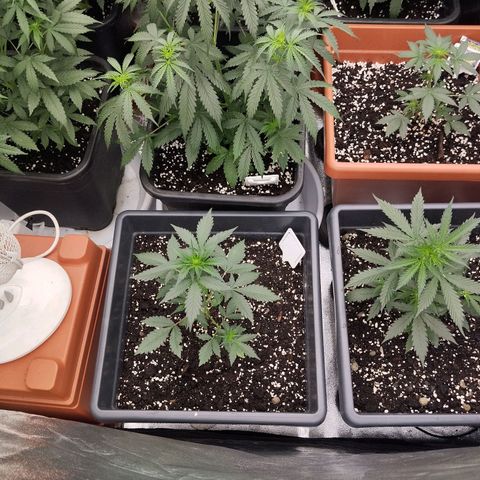 Big Bud Auto 1 growlog timeline photo