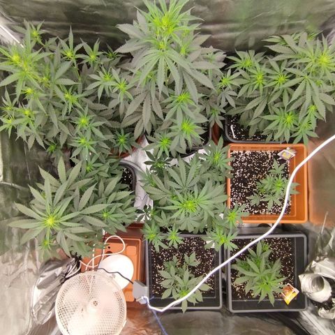 Big Bud Auto 1 growlog timeline photo