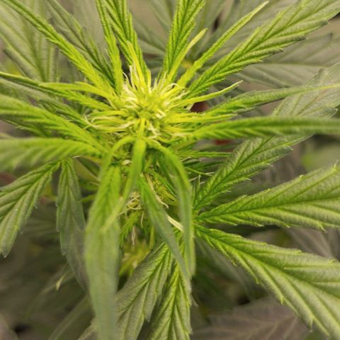 Big Bud Auto 3 growlog timeline photo