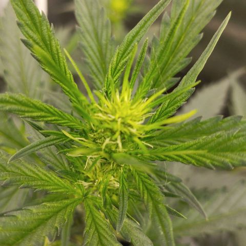 Big Bud Auto 1 growlog timeline photo