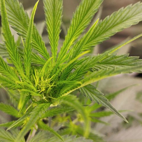 Big bud auto 2 growlog timeline photo