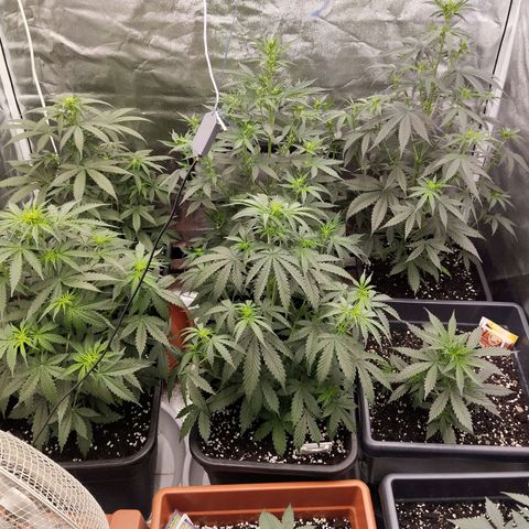Big Bud Auto 1 growlog timeline photo