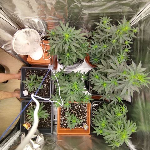 Big Bud Auto 1 growlog timeline photo