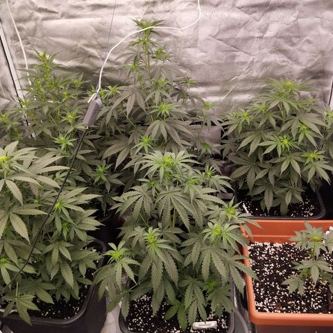 Big Bud Auto 1 growlog timeline photo