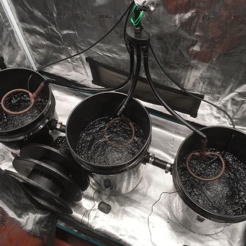 Jack Herer Auto growlog timeline photo