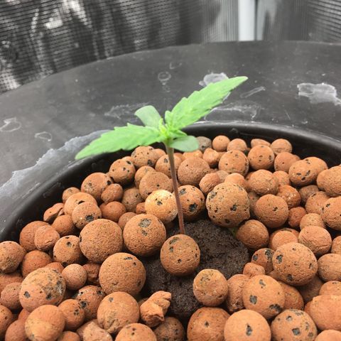 Jack Herer Auto growlog timeline photo