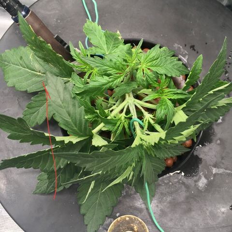 Jack Herer Auto growlog photo: LST started on JH.