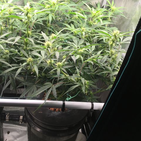 Jack Herer Auto growlog timeline photo