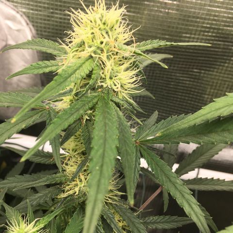 Jack Herer Auto growlog timeline photo