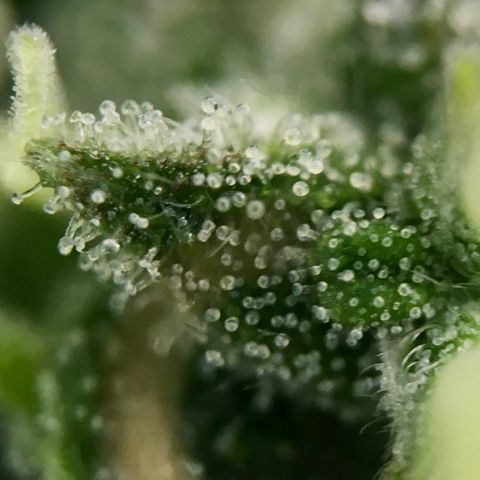 Jack Herer Auto growlog timeline photo