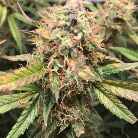 Jack Herer Auto growlog timeline photo