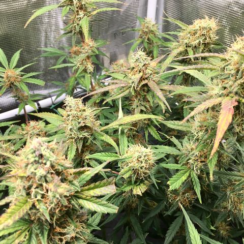 Jack Herer Auto growlog timeline photo
