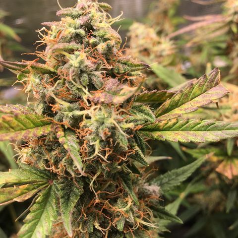 Jack Herer Auto growlog timeline photo