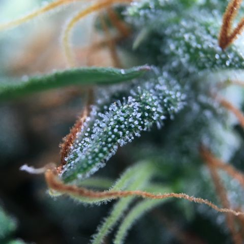 Jack Herer Auto growlog timeline photo