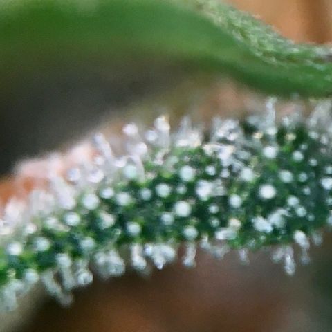 Jack Herer Auto growlog timeline photo