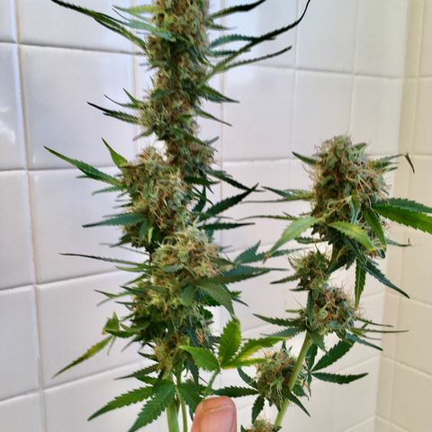Jack Herer Auto growlog timeline photo