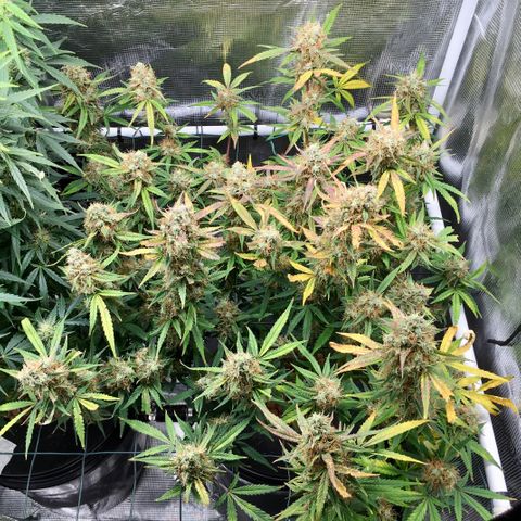 Jack Herer Auto growlog photo: Harvested