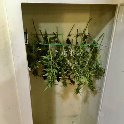 Jack Herer Auto growlog timeline photo